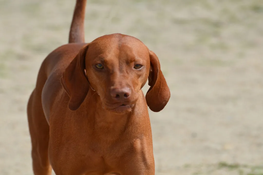 How was the Redbone Coonhound created?, Formal Recognition