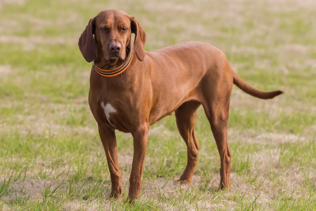 How was the Redbone Coonhound created?