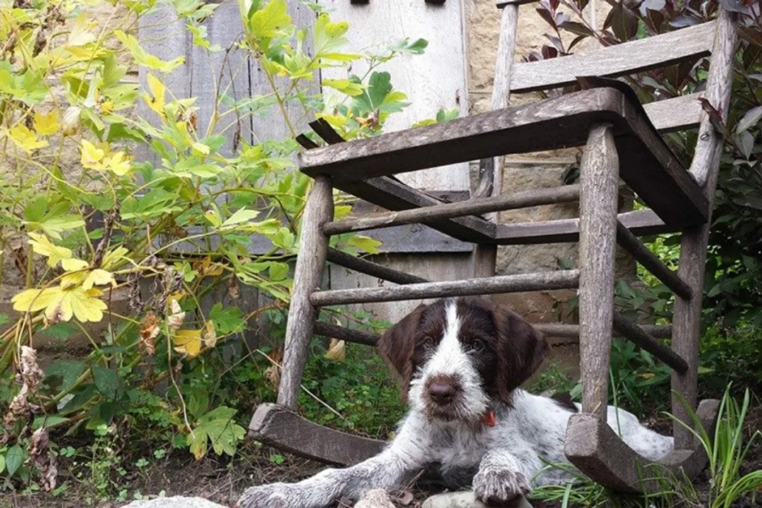 How were German Wirehaired Pointers bred?, Building the Modern Type