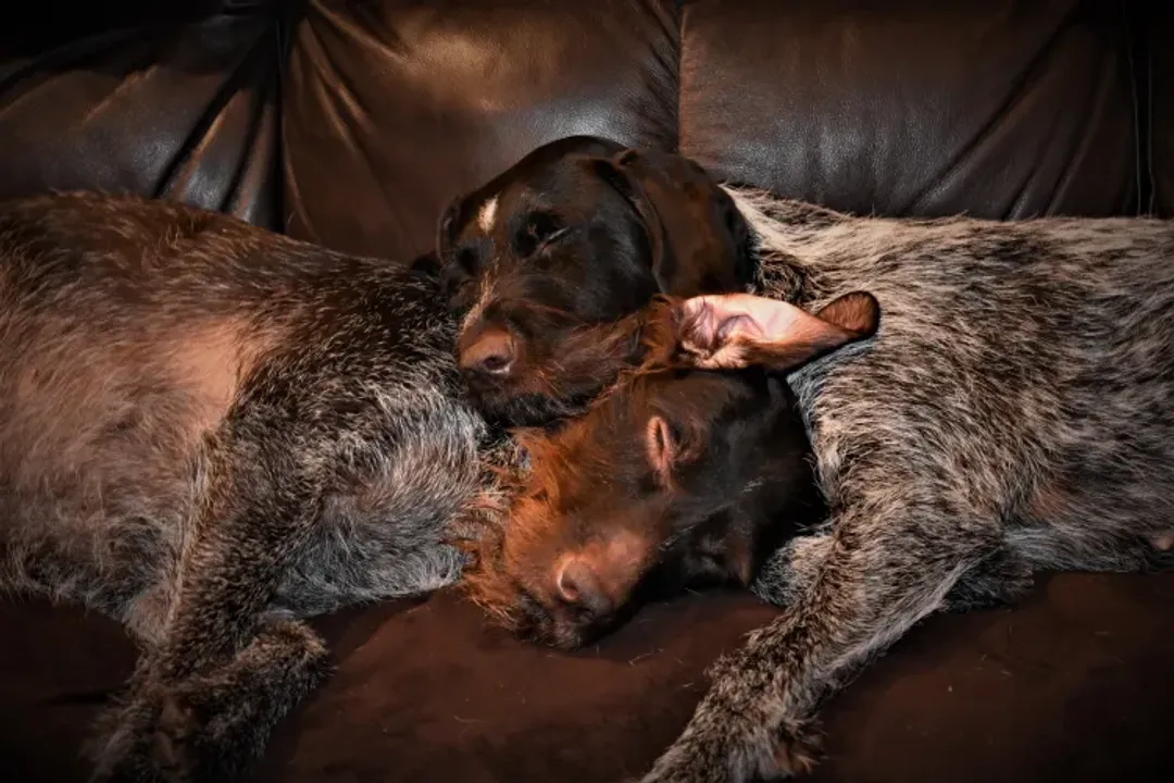 How were German Wirehaired Pointers bred?, A Need Realized