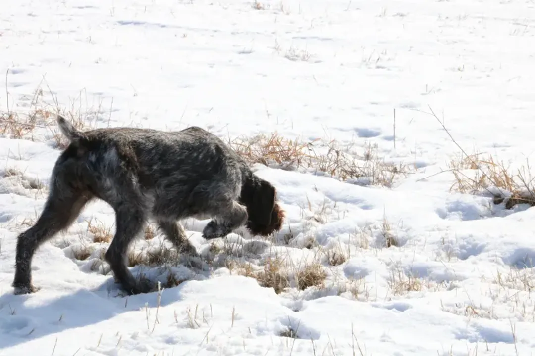 How were German Wirehaired Pointers bred?