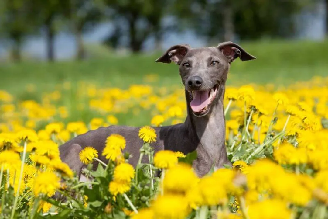 How were Italian Greyhounds created?, Ancient Sighthounds