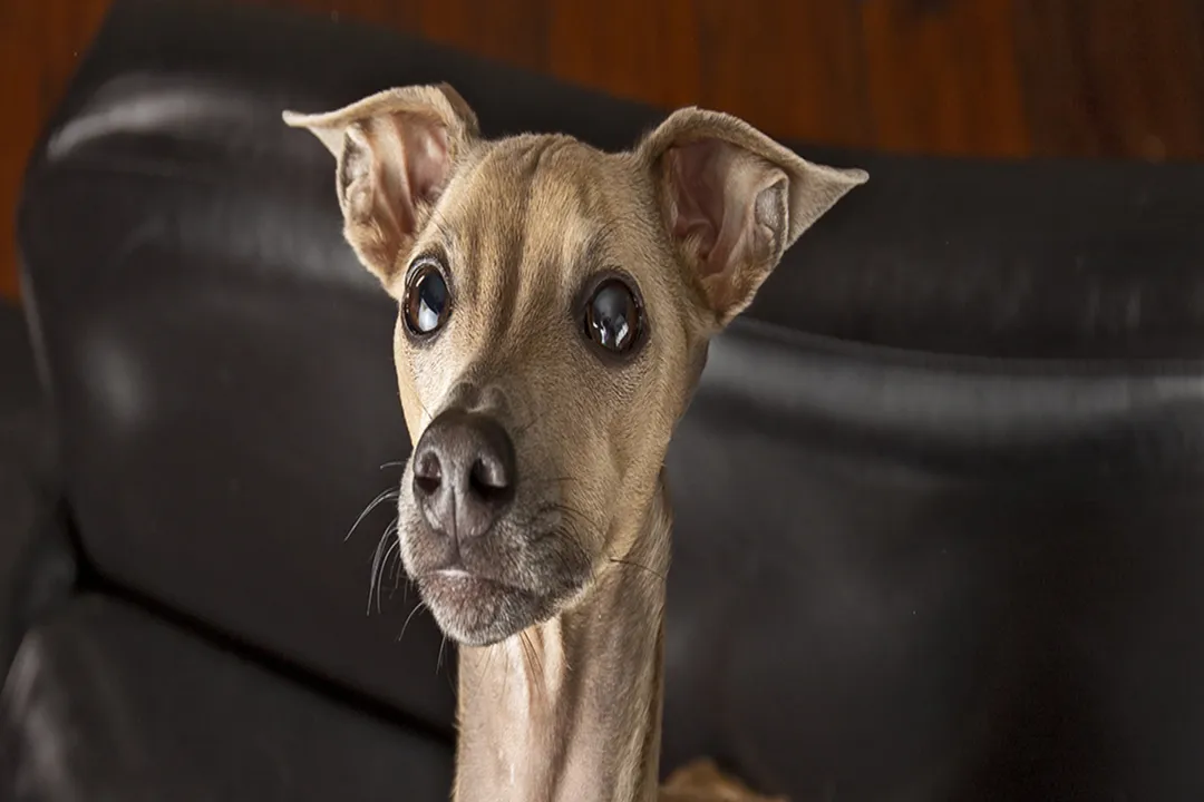 How were Italian Greyhounds created?, European Spread