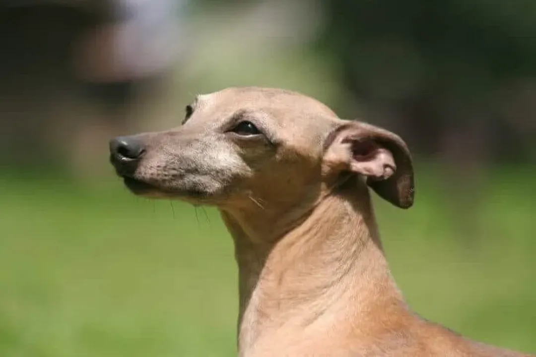 How were Italian Greyhounds created?, Italian Development