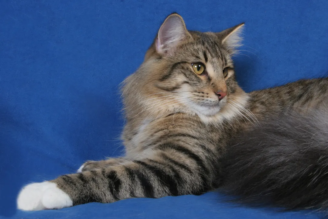 How were Norwegian Forest Cats made?, Wild Ancestry