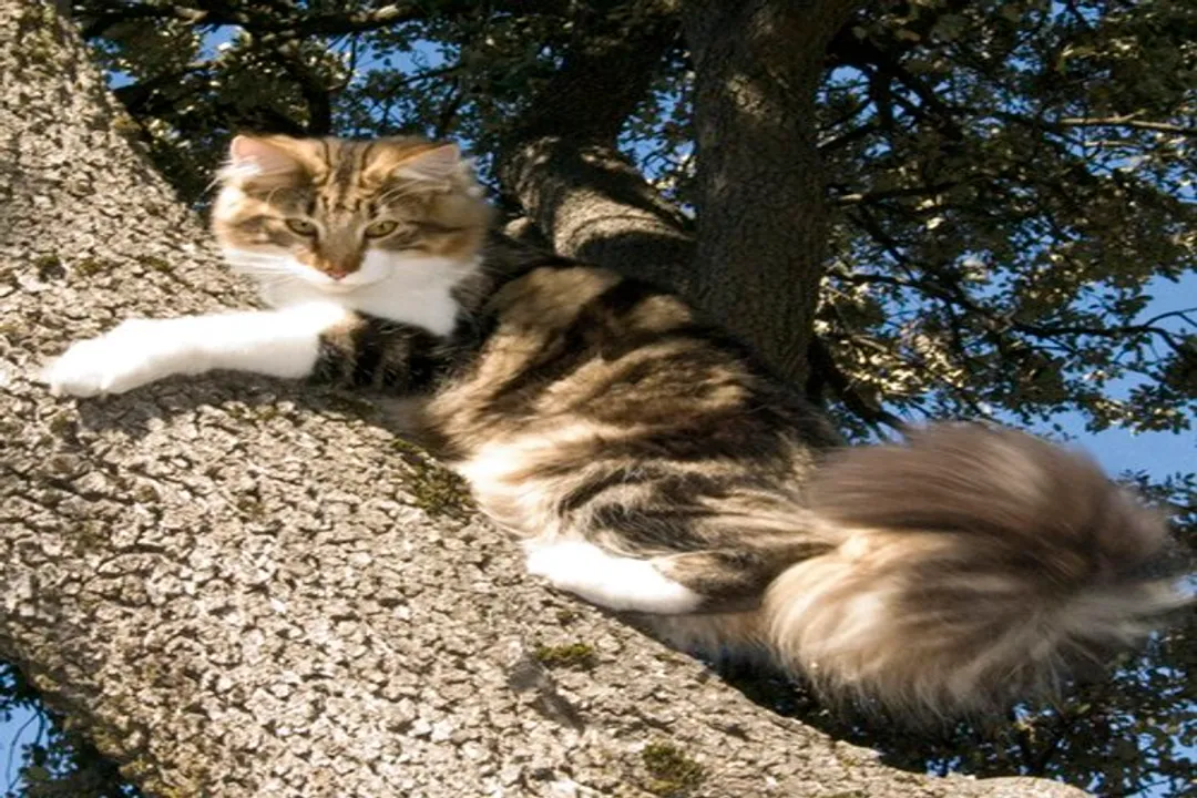 How were Norwegian Forest Cats made?, Mid-Century Crisis