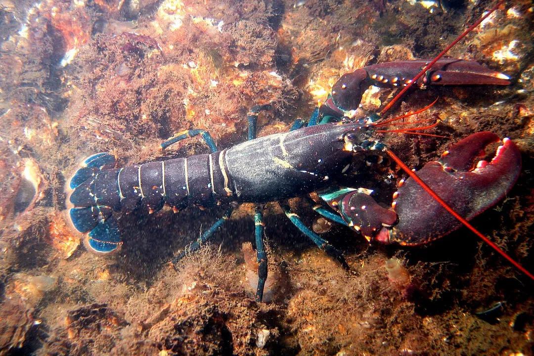 How would you describe a lobster?, Kinds of Lobsters