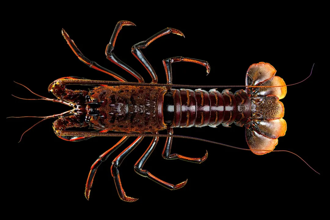 How would you describe a lobster?, External Features