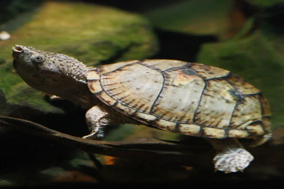 How would you describe a tortoise?, Terrestrial Movement