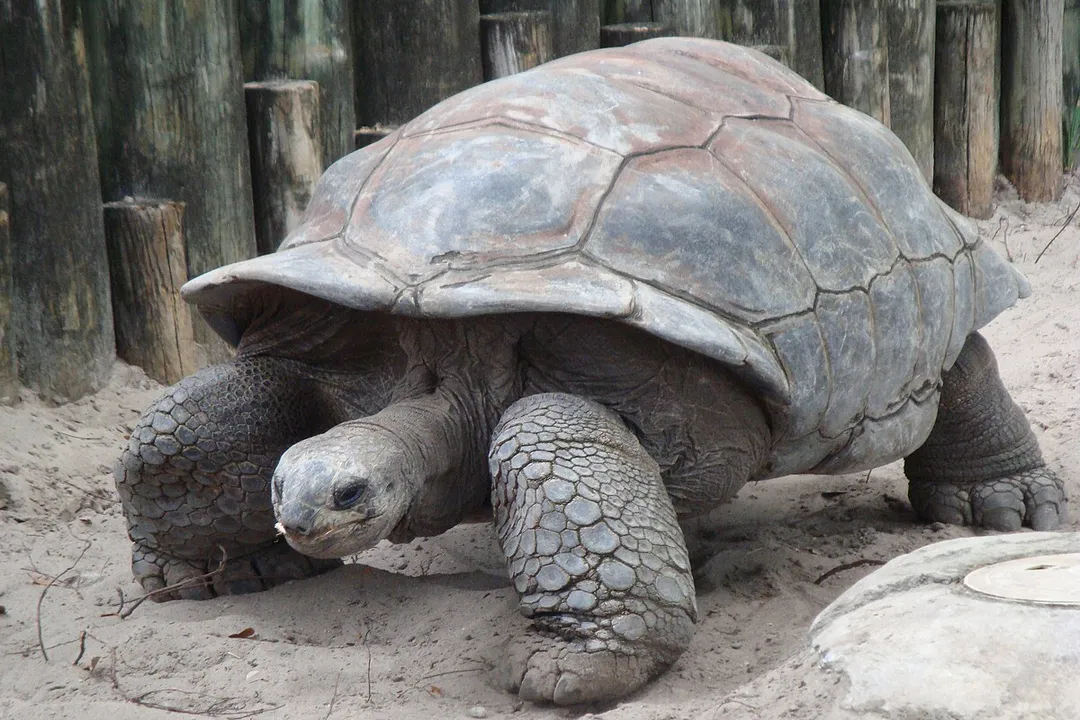 How would you describe a tortoise?, Shell Structure