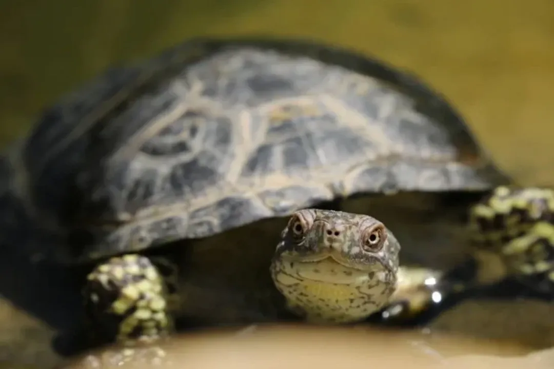 How would you describe a tortoise?