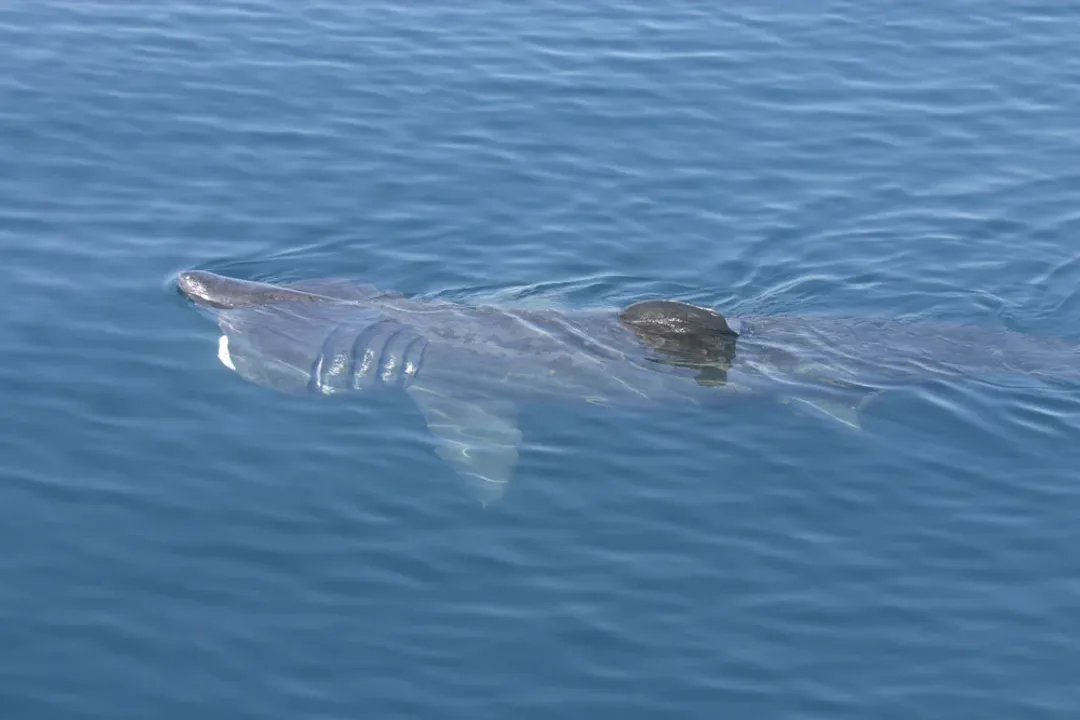 Is a basking shark a mammal or a fish?