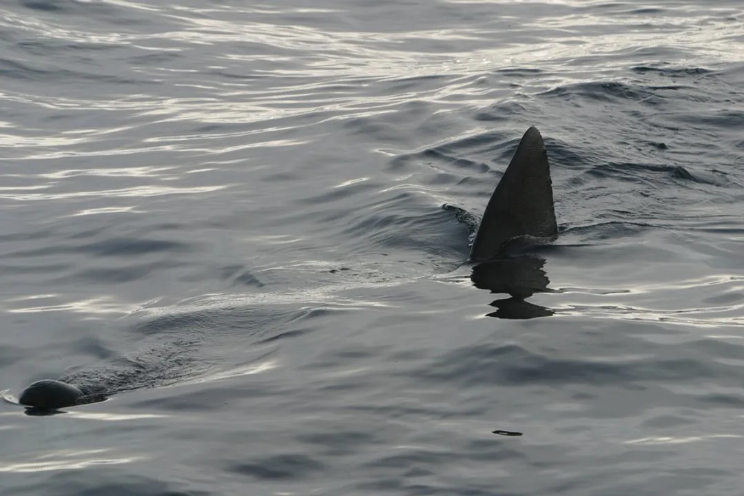 Is a basking shark a mammal or a fish?, Reproduction and Life Cycle