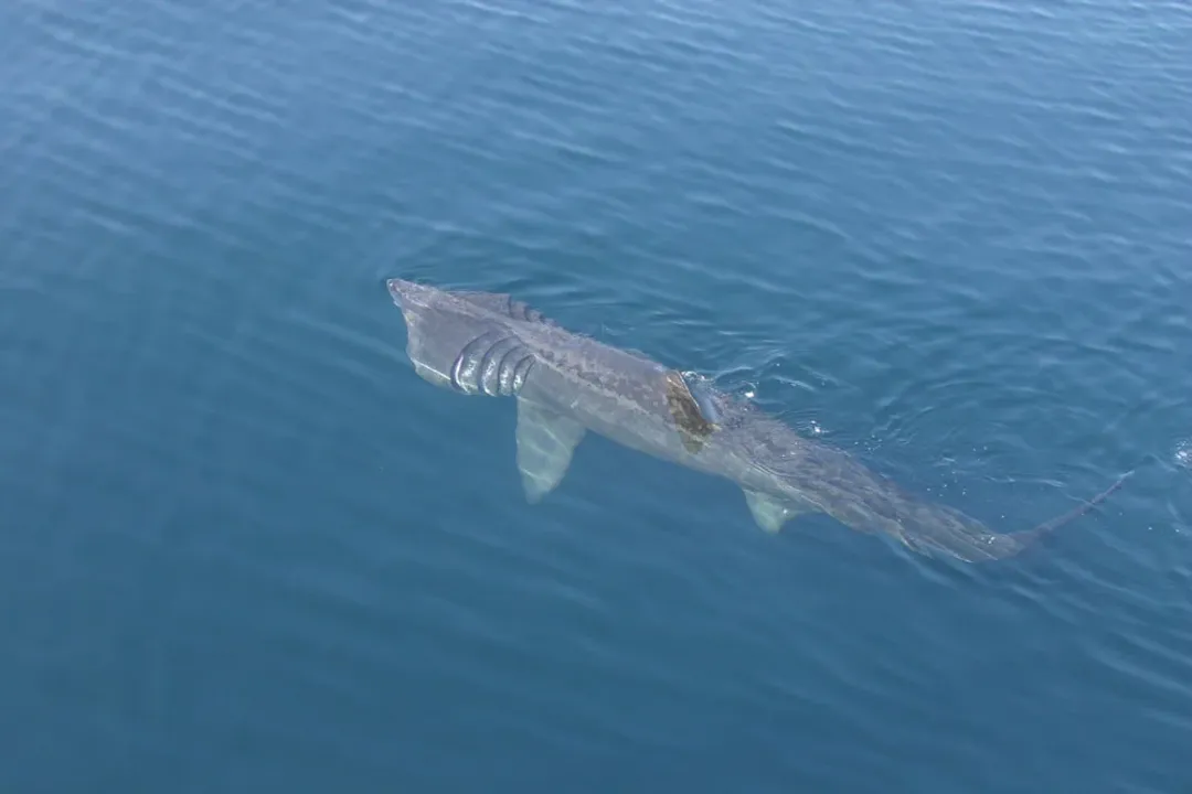 Is a basking shark a mammal or a fish?, Filter Feeding