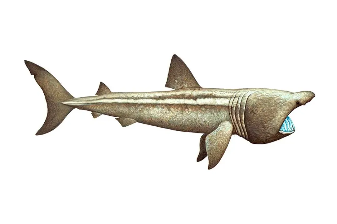 Is a basking shark a mammal or a fish?, Size Records