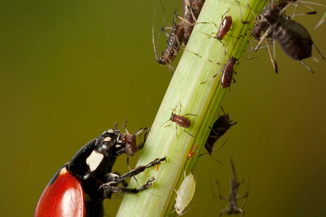 Is a beetle a carnivore or herbivore?, Decay and Waste Consumers