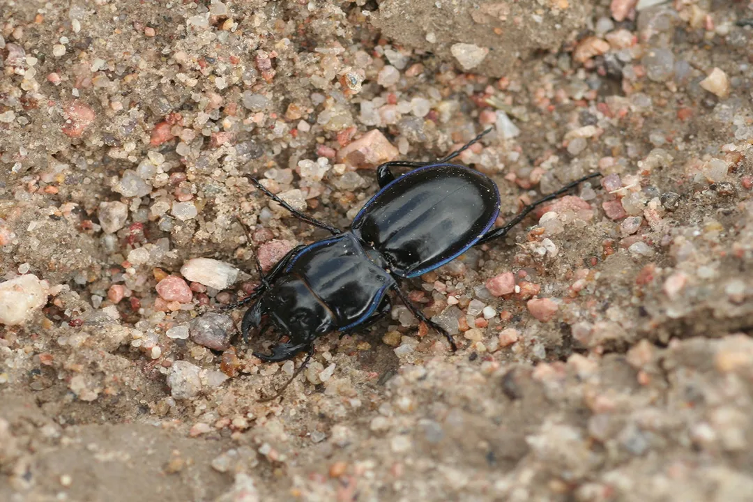 Is a beetle a carnivore or herbivore?