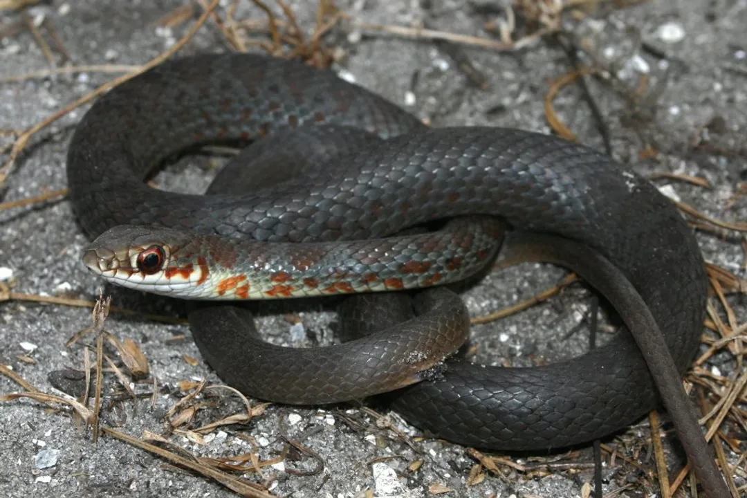 Is a black racer snake harmful?
