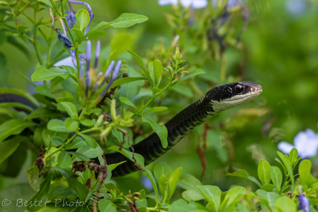 Is a black racer snake harmful?, Snake Identity
