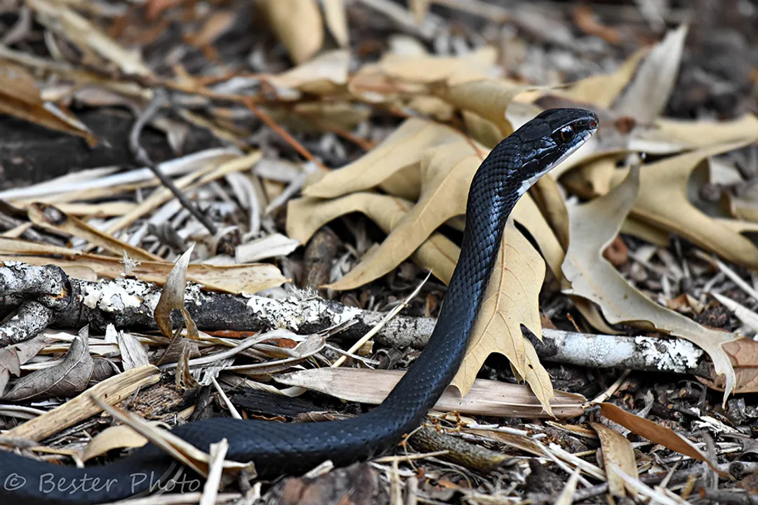 Is a black racer snake harmful?, Defensive Actions