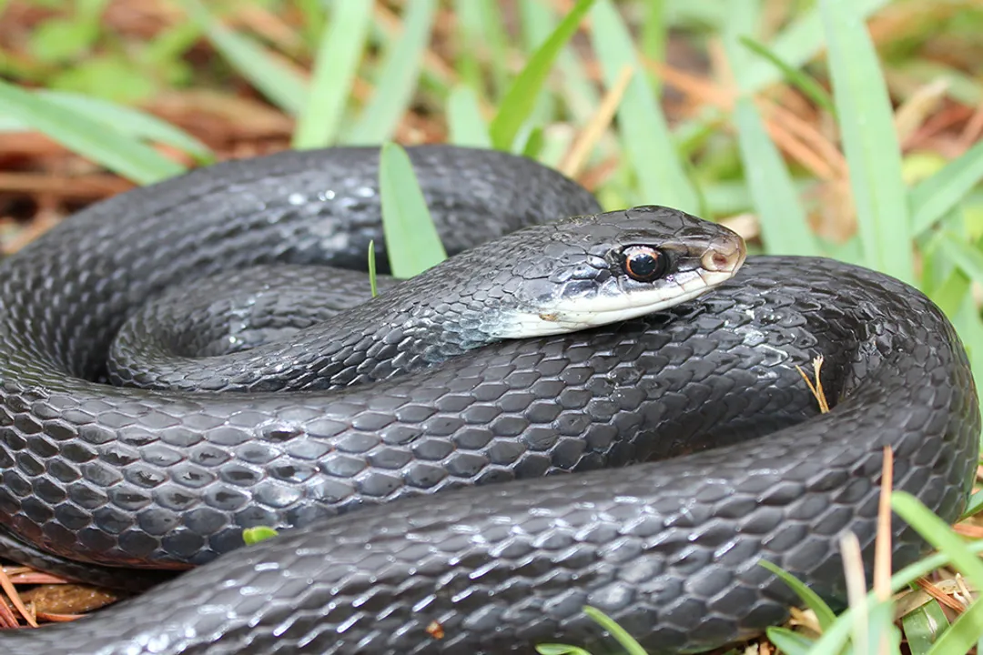 Is a black racer snake harmful?, Venom Status