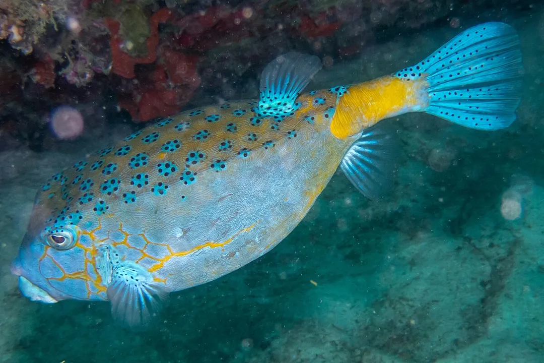 Is a boxfish a real fish?