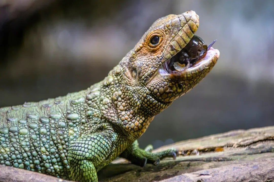 Is a caiman lizard a tegu?