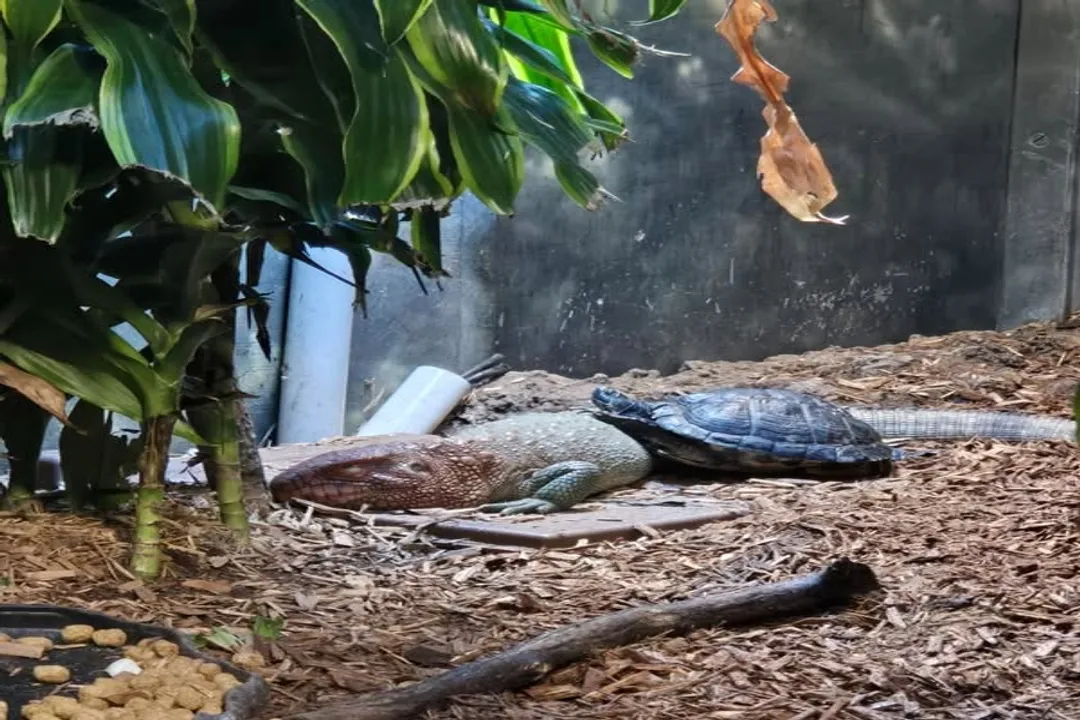 Is a caiman lizard a tegu?, Family Links