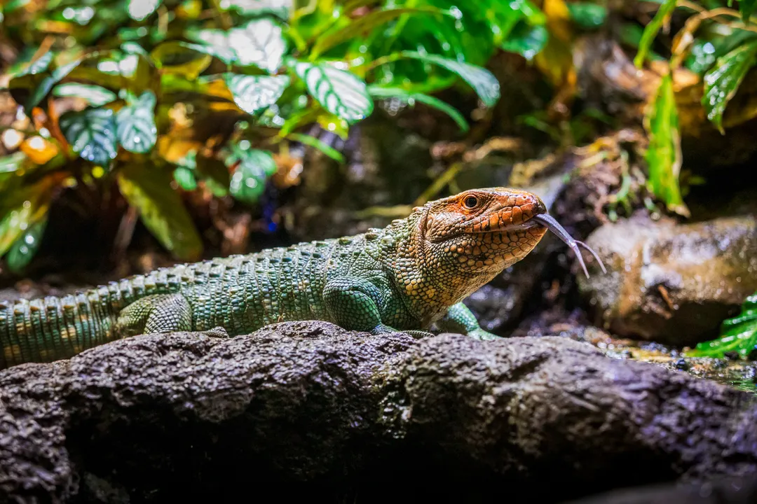 Is a caiman lizard a tegu?, Aquatic Needs