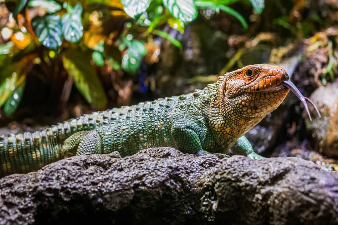 Is a caiman lizard a tegu?, Physical Traits