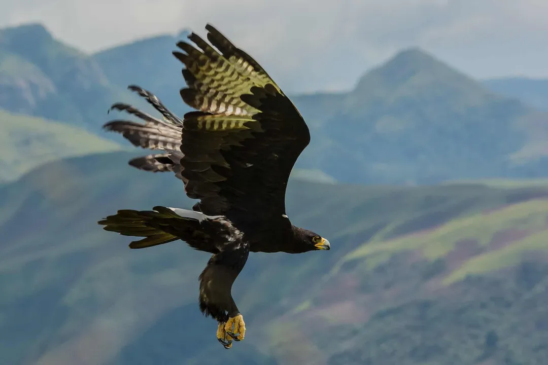 Is a California condor bigger than a bald eagle?, Weight and Bulk