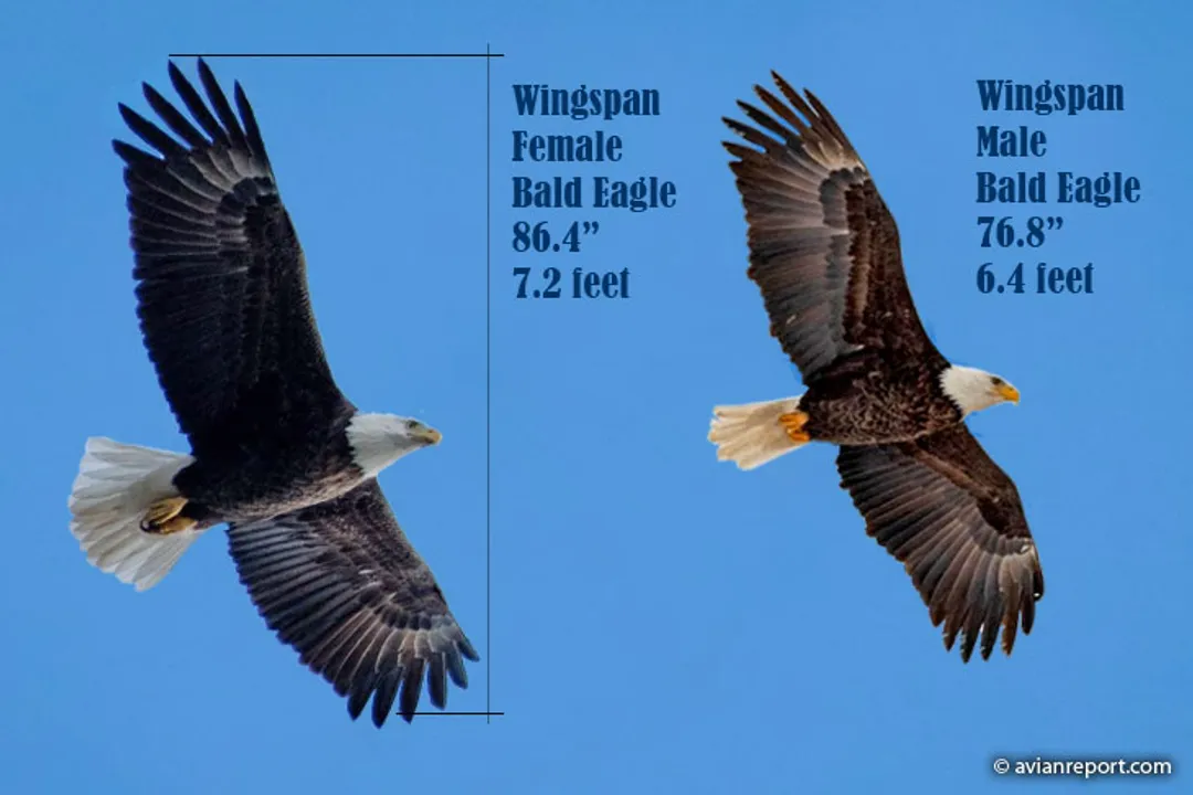 Is a California condor bigger than a bald eagle?, Wingspan Winner