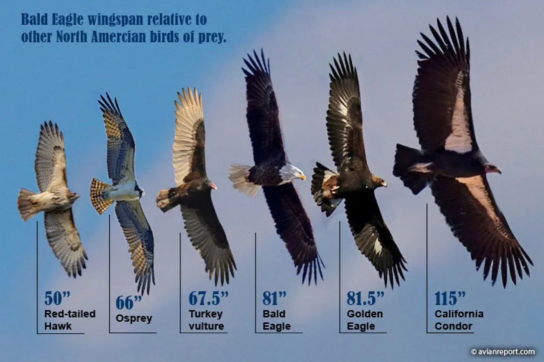 Is a California condor bigger than a bald eagle?, Ecology Contrast