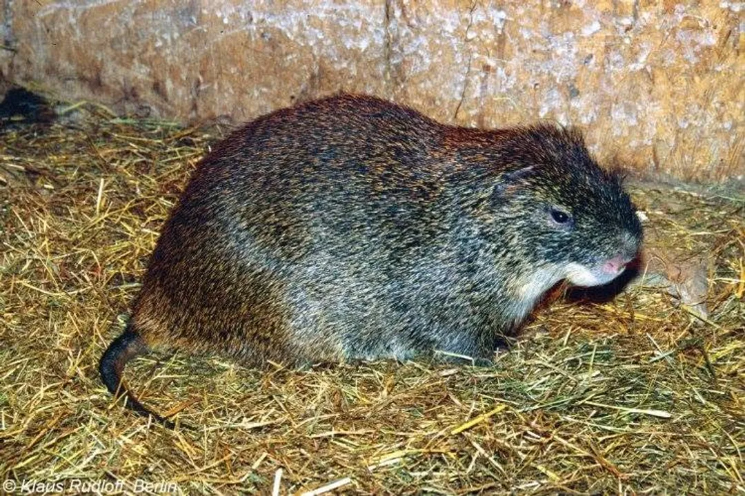 Is a cane rat a rat?, Taxonomic Separation
