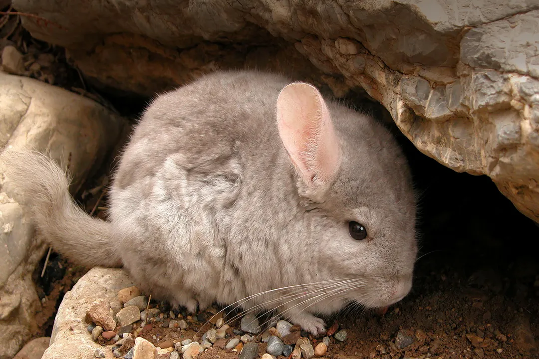 Is a chinchilla a rodent or mammal?, Mammalian Class