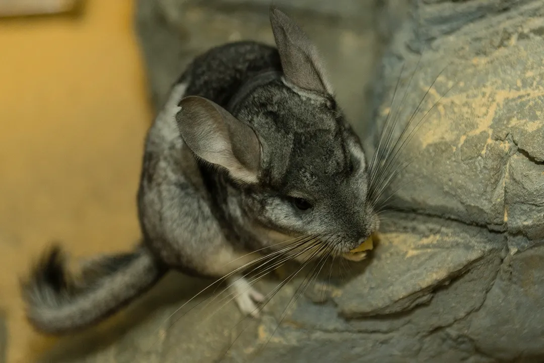 Why must owners avoid water bathing the chinchilla due to its hyper-dense fur structure?