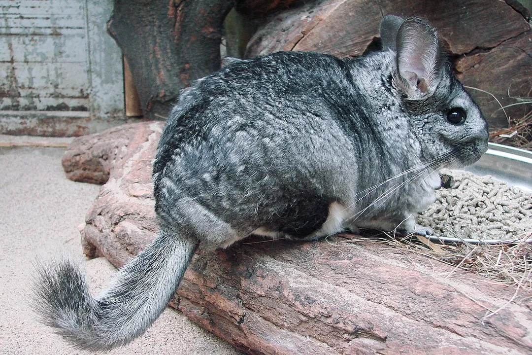 Is a chinchilla a rodent or mammal?, Rodent Order