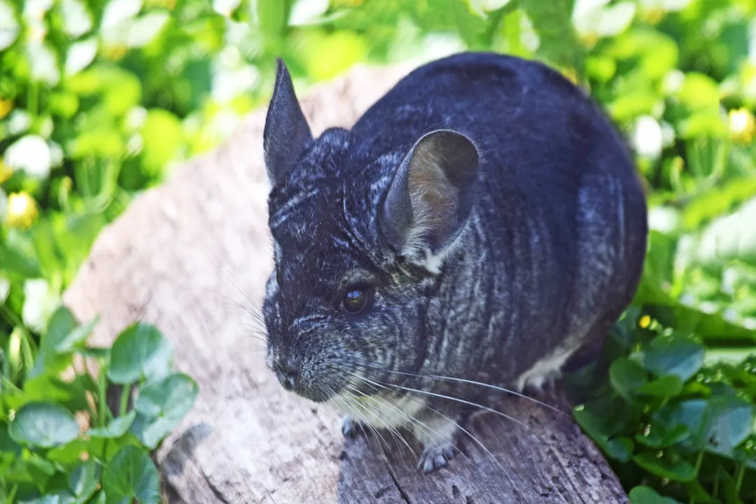 Is a chinchilla a rodent or mammal?, Taxonomic Placement