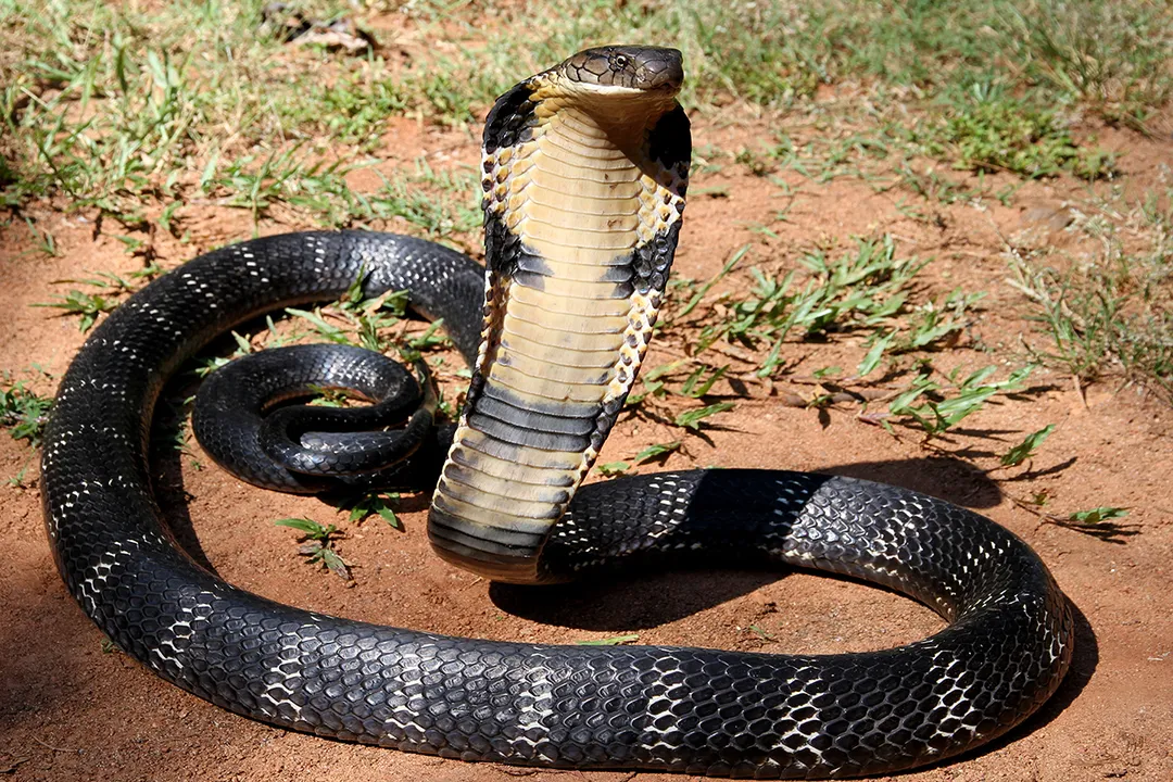 Is a cobra a carnivore or herbivore?