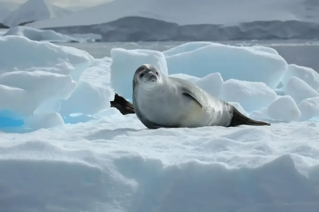 Is a crabeater seal a carnivore?