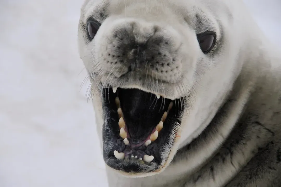 Is a crabeater seal a carnivore?, Dietary Misnomer
