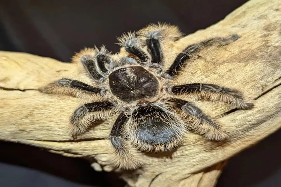 Is a curly hair tarantula fossorial?