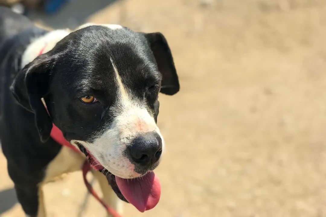 Is a Dalmador a good dog?, Genetic Mix