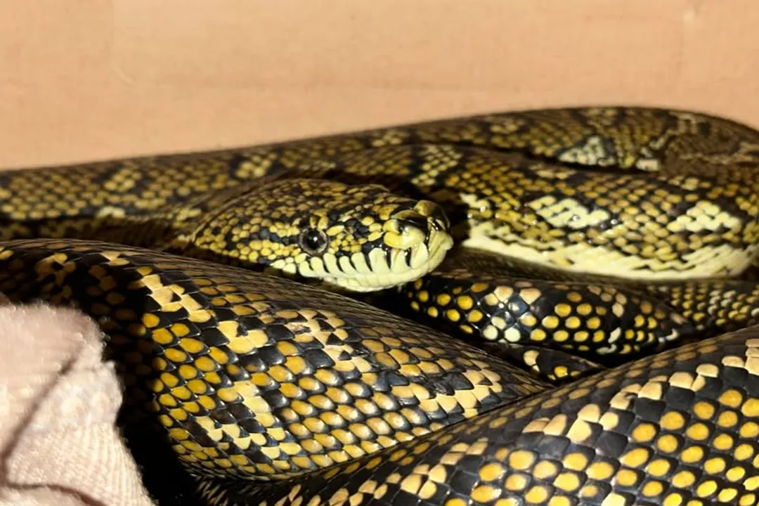 Is a Diamond Python a carpet snake?, Scientific Placement