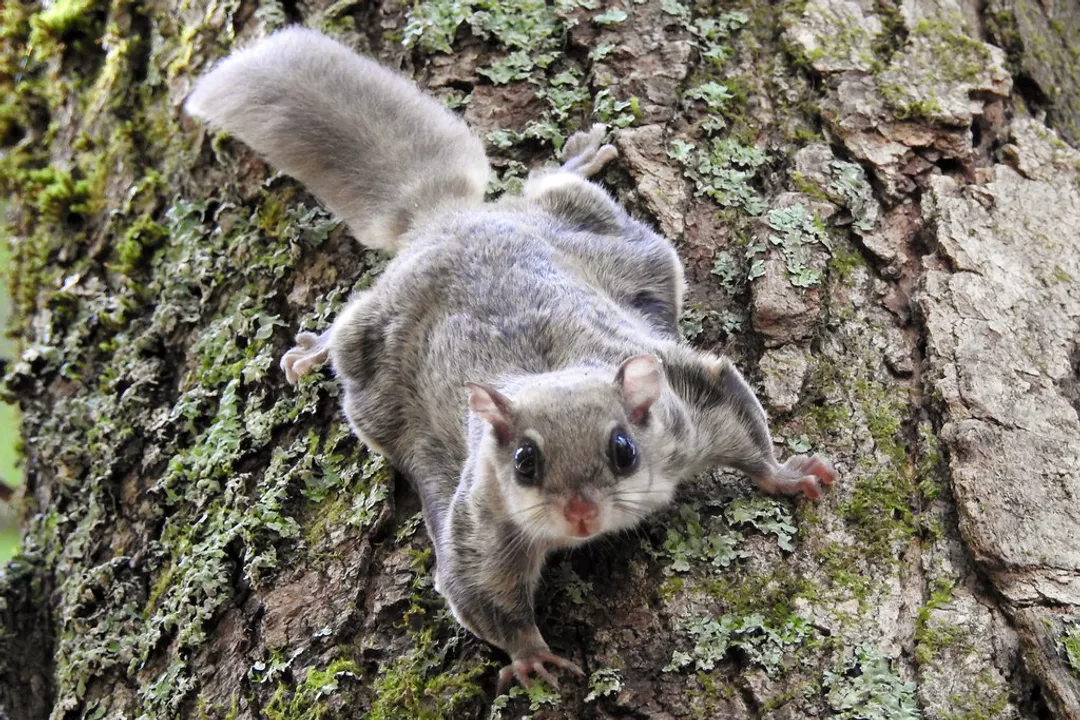 Is a flying squirrel a mammal?, Gliding Structure