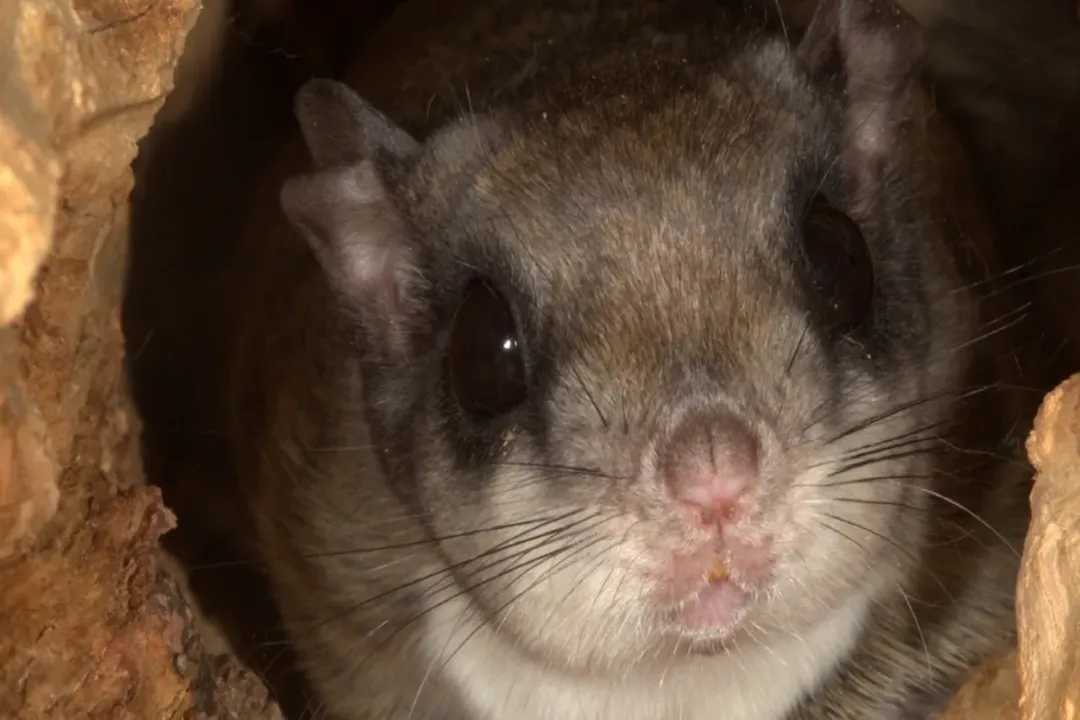 Is a flying squirrel a mammal?, Mammalian Traits