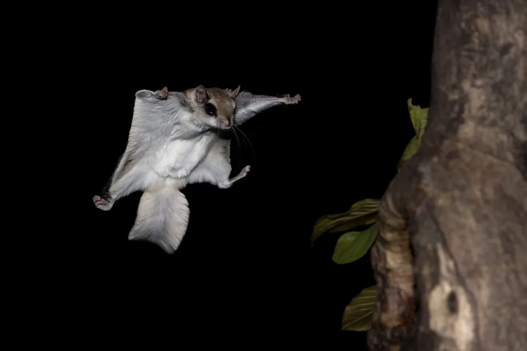 Is a flying squirrel a mammal?, Species Diversity