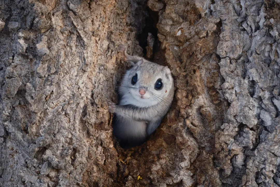 Is a flying squirrel a mammal?, Nocturnal Traits