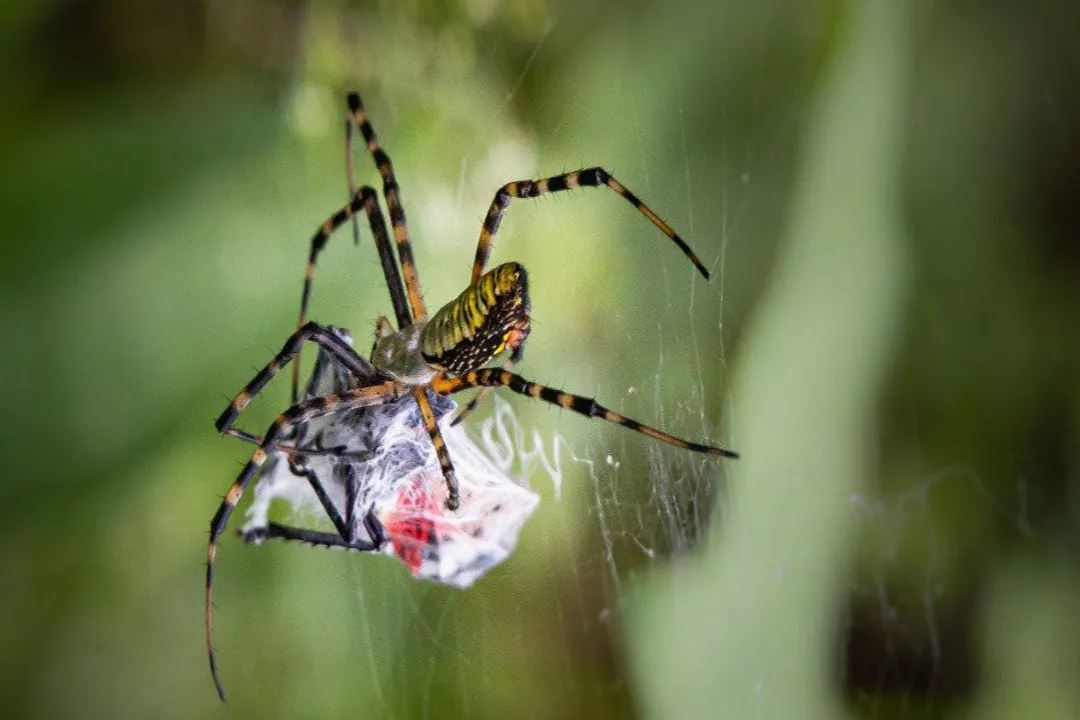 Is a garden spider a carnivore?, Meat Eaters