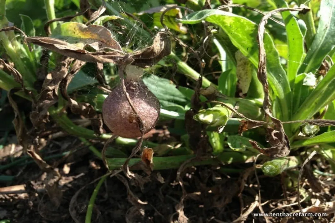 Is a garden spider a carnivore?, Insect Menu